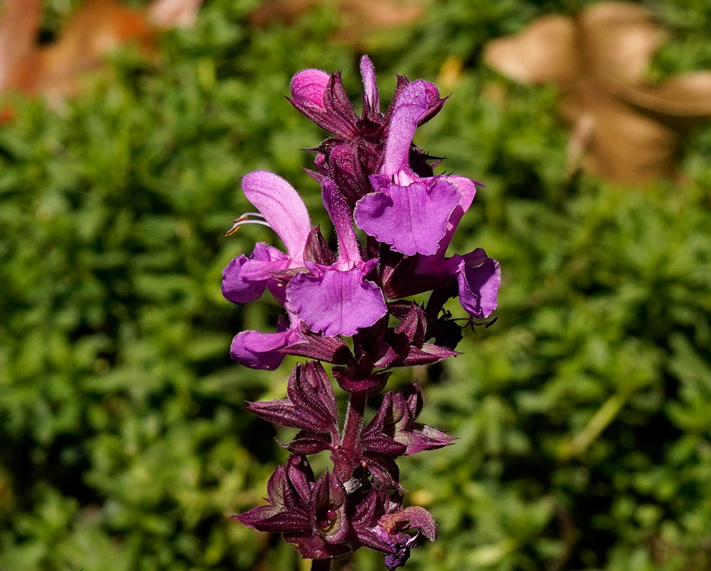 A close-up view of Salvia nemorosa 'Rose Marvel' showing its vivid magenta-purple tubular flowers emerging from deep reddish-purple bracts