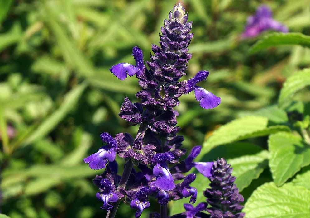 A Salvia nemorosa inflorescence with purple flowers with white markings and purple sepals