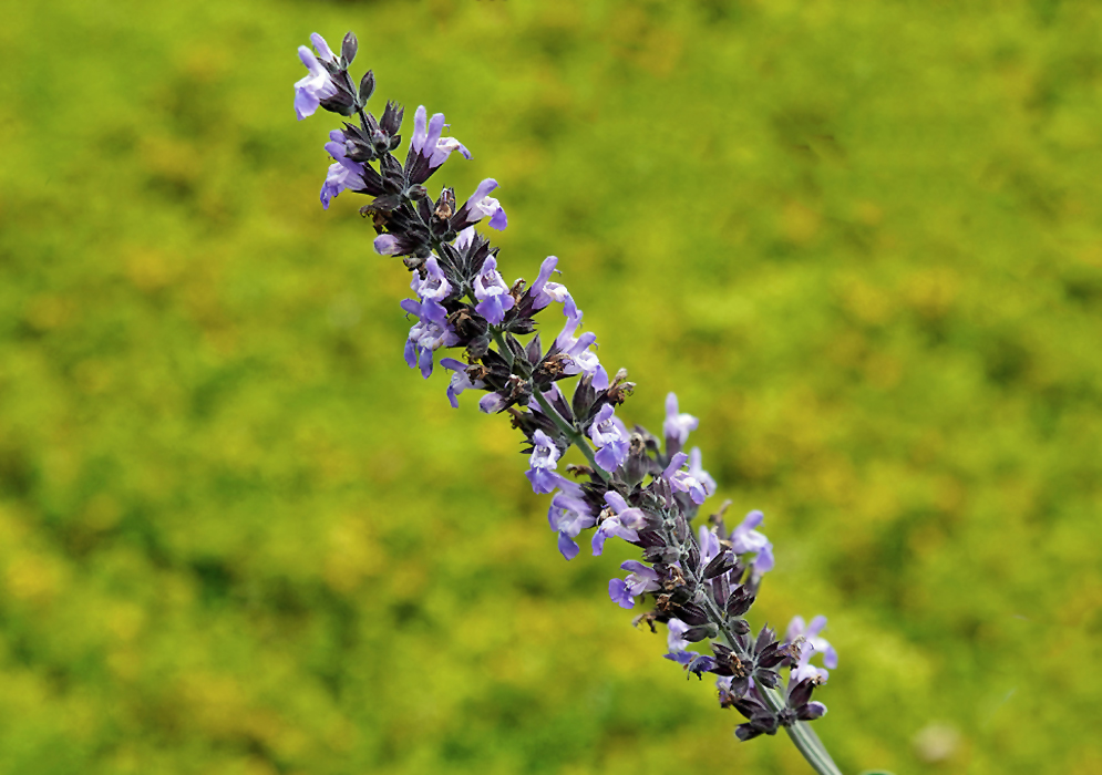 Salvia officinalis inflorescence with violet-blue flowers