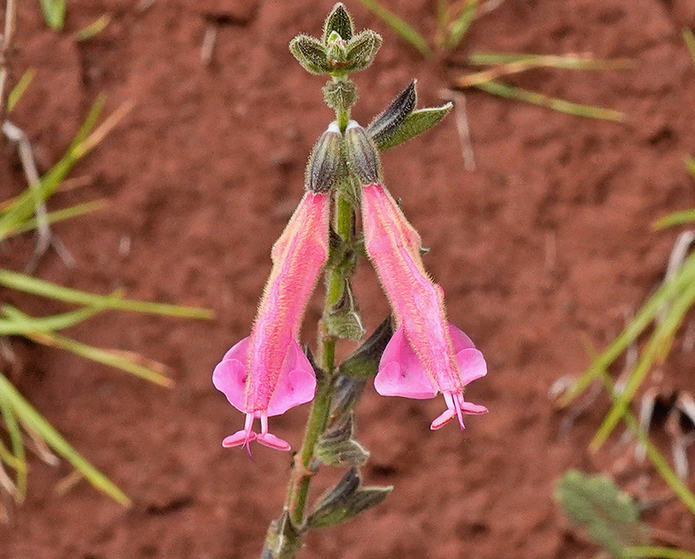 Salvia oppositiflora red orange tubular flowers arranged along an upright Andean stem