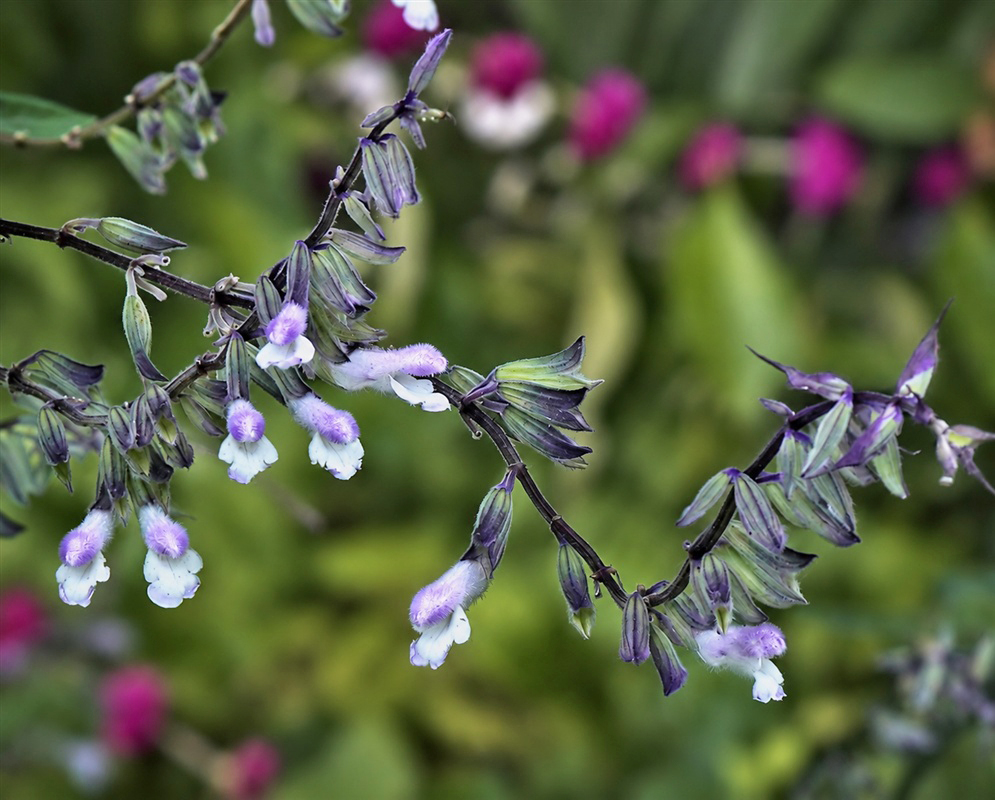 Salvia Phyllis Fancy arching spike of pale lavender-white flowers in dark purple calyces