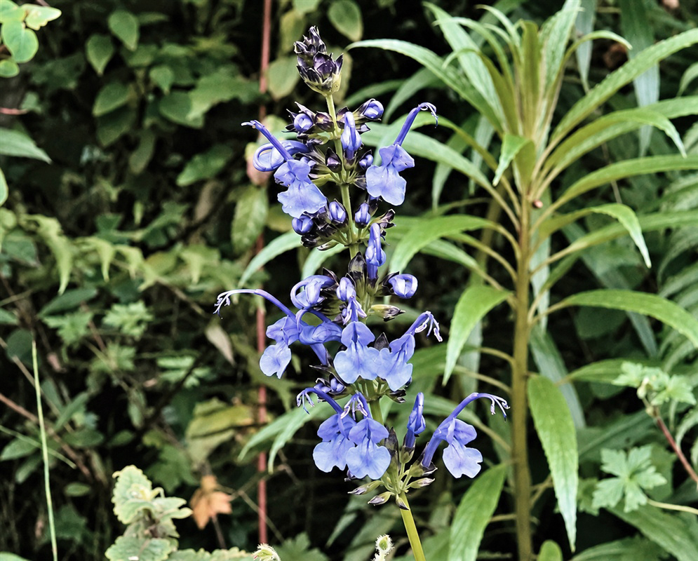 Salvia pichinchensis upright stem bearing clusters of blue-violet two-lipped flowers