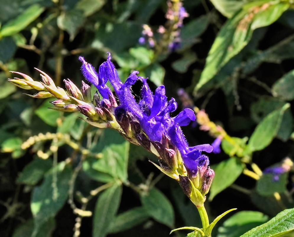 Salvia polystachia branching spike of vivid violet-blue flowers among narrow calyces