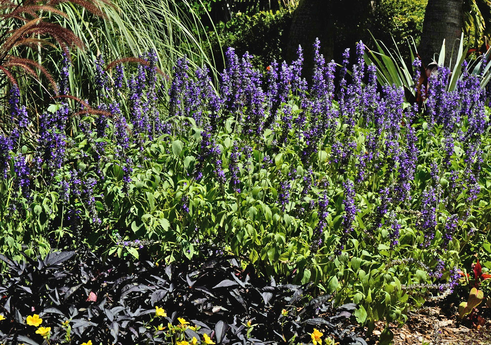 Salvia pratensis subsp haematodes group of upright violet flower spikes growing among green foliage