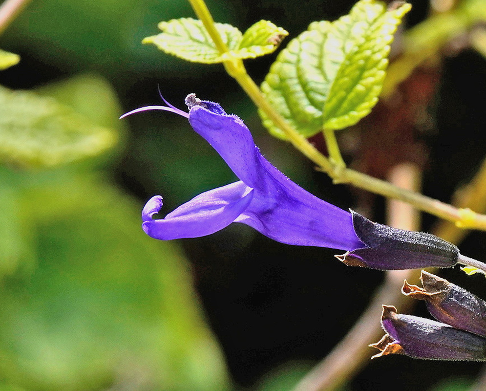 Salvia pratensis Haematodes Flower Salvia pratensis subsp haematodes close view of a violet two lipped flower and dark calyx