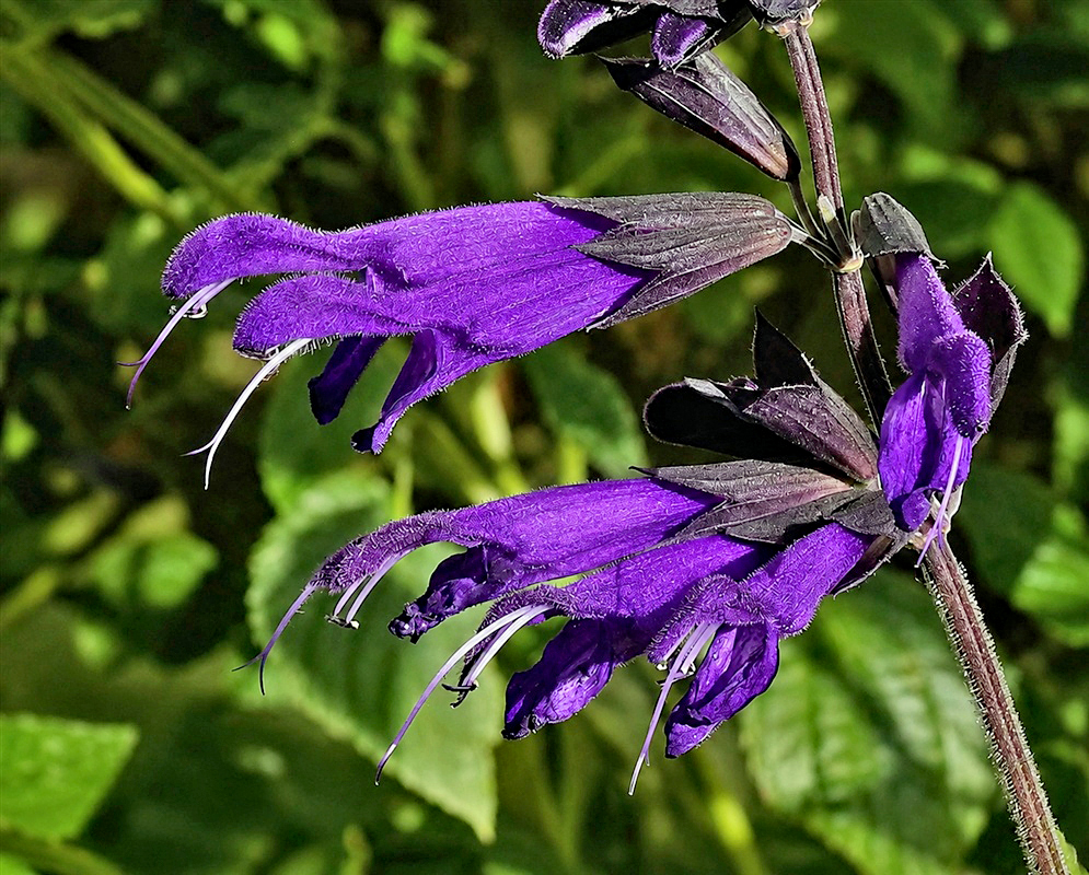 Salvia Purple Majesty rich purple two-lipped flowers emerging from dark purple calyces