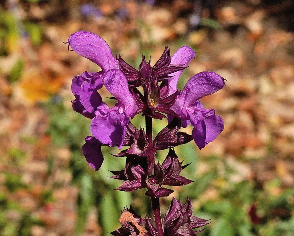 Salvia nemorosa Rose Marvel dense rose pink flower spike above textured green leaves