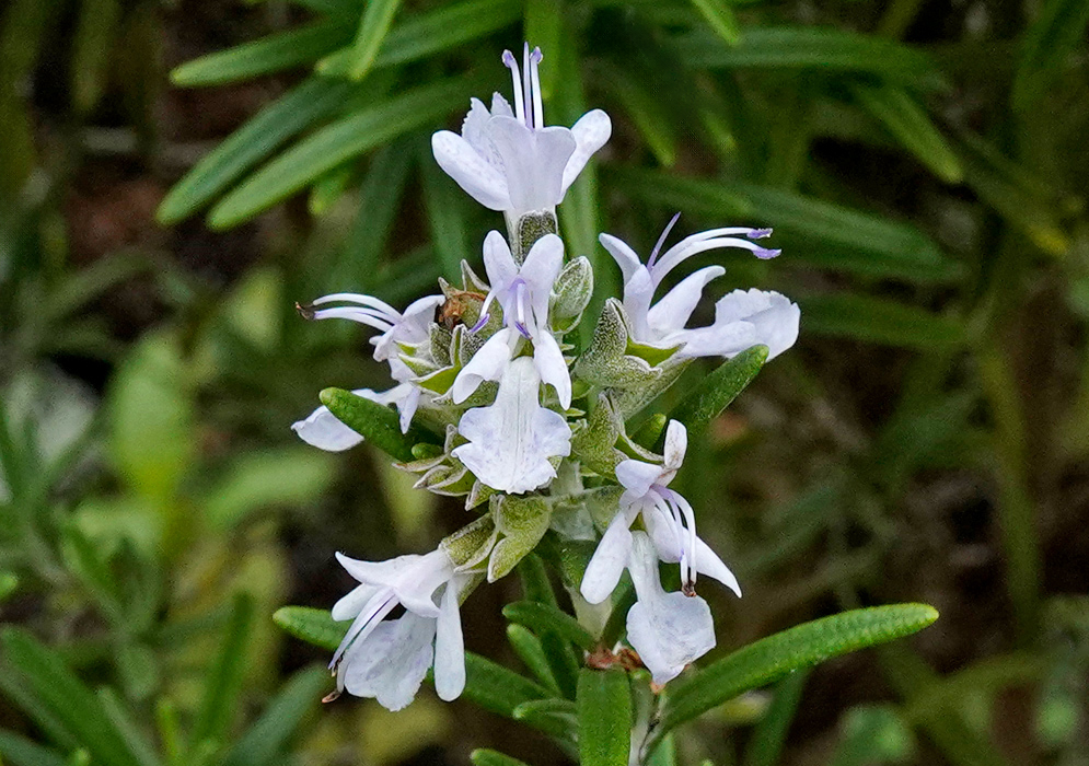 Salvia rosmarinus Flower Cluster A close-up of Salvia rosmarinus with delicate pale violet flowers emerging among slender, needle-like green leaves