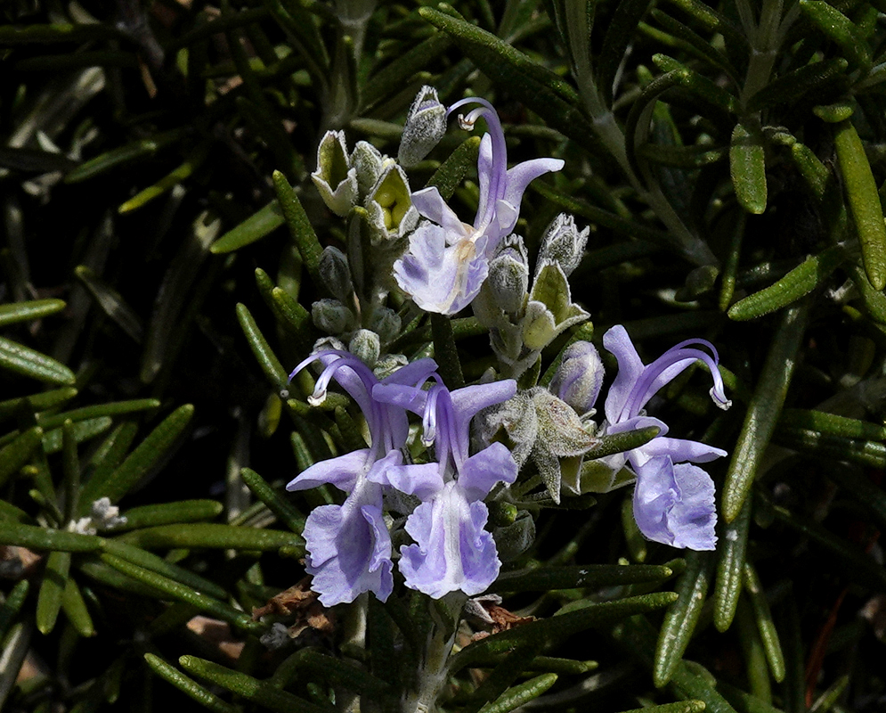 Salvia rosmarinus blues flowers and needle-like, green leaves 