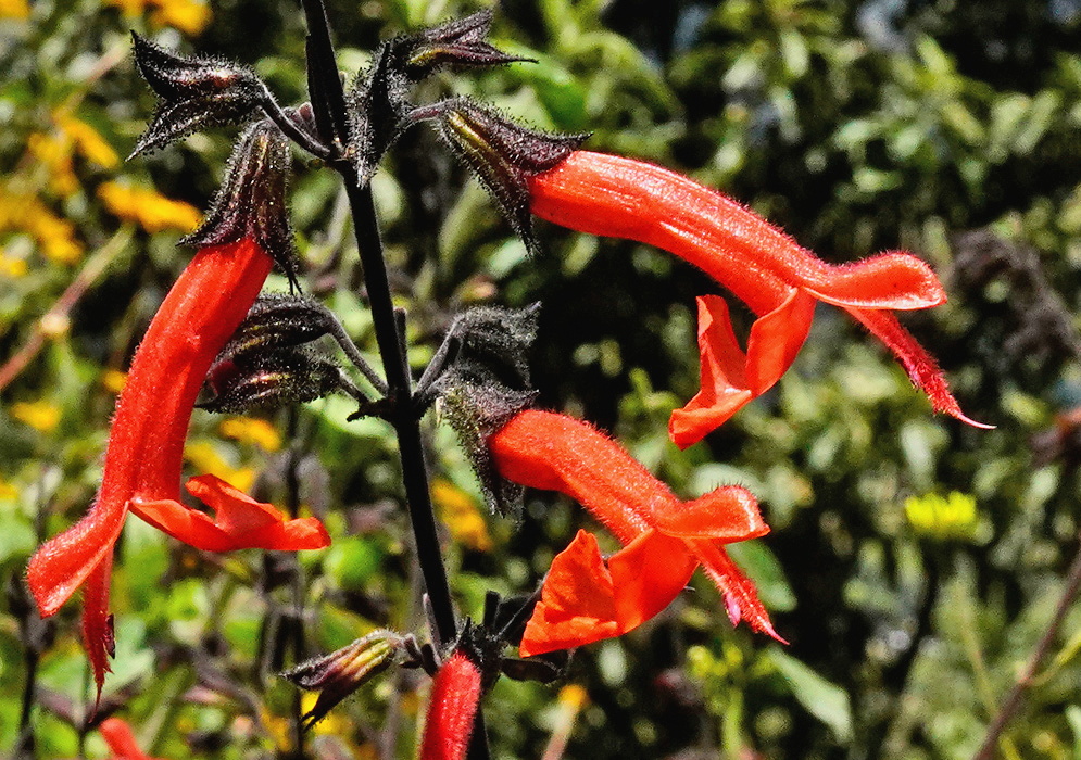 Salvia rubescens reddish purple two lipped flowers arranged in spaced whorls on a stem