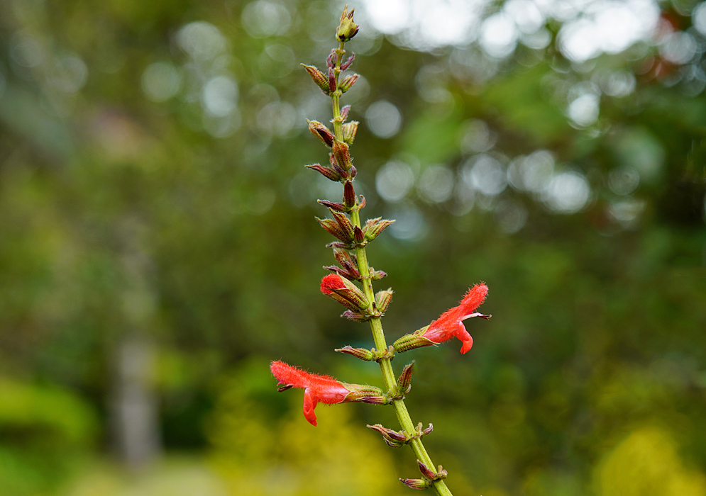 alvia rufula flower spike with two red flower