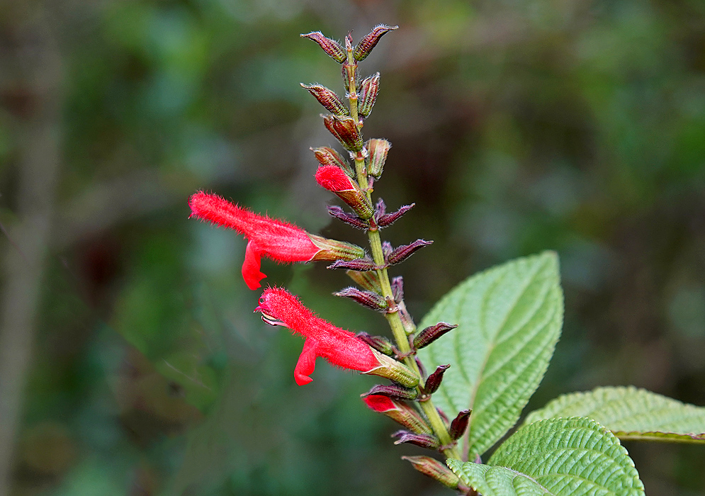 Salvia rufula flower spike with two red flower