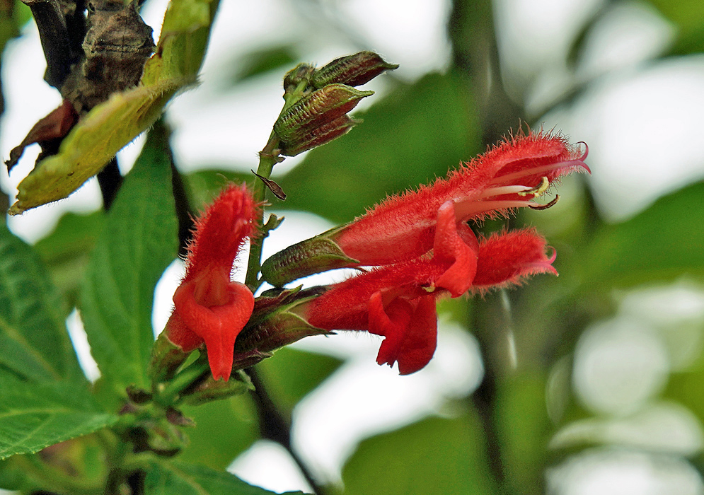 Three red hairy Salvia rufula flowers