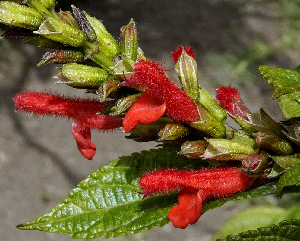 Bright red hairy Salvia rufula flowers in sunlight