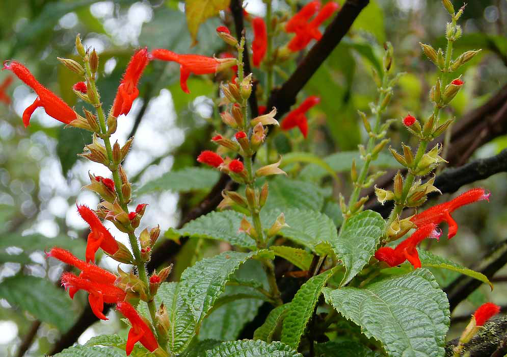 Salvia rufula inflorescence with bright red hairy flowers