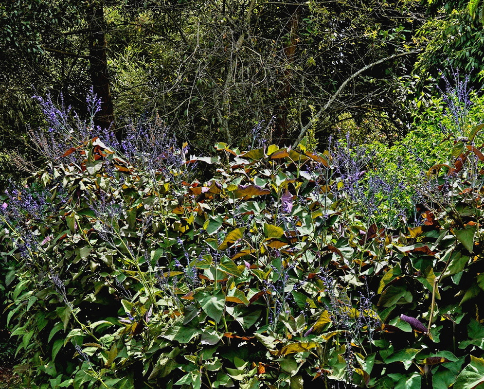 Salvia sagittata intense blue two lipped flower above distinctive arrow shaped green leaves