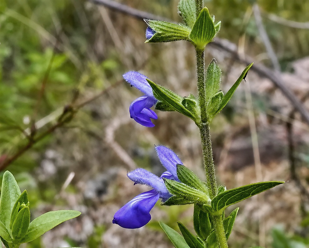 Salvia sarmentosa blue-violet flowers emerging from pointed green calyces on a hairy stem