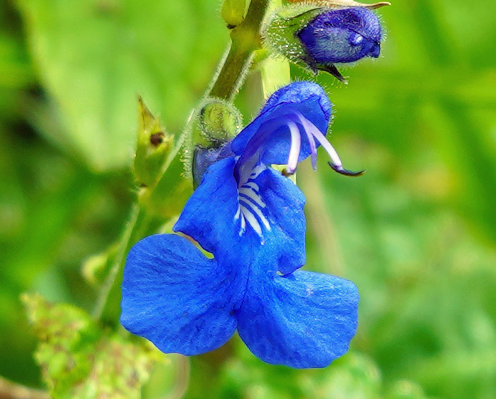 Blue Salvia scutellarioides flower with white stripes in the throat