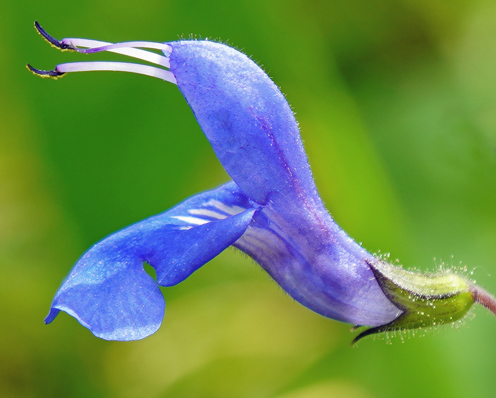 Blue Salvia scutellarioides flower with white filaments and dark blue anthers