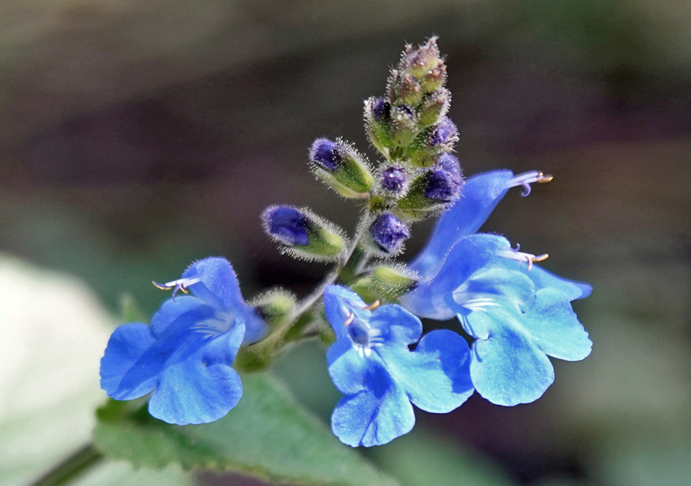 Salvia scutellarioides inflorescence with blue flowers
