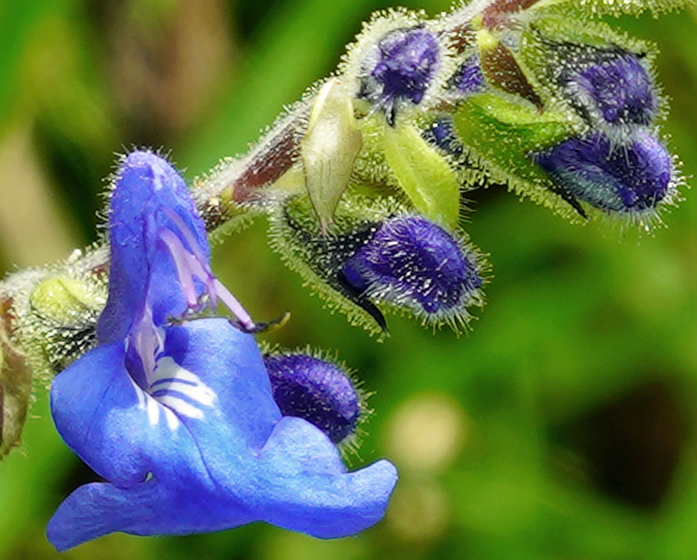 Salvia scutellarioides blue flower and flower buds in sunlight