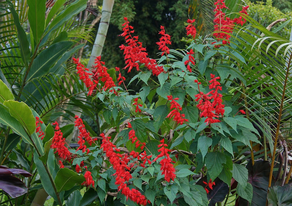 Salvia splendens Tall Red Flower Spikes Salvia splendens has tall red flower spikes among broad green leaves