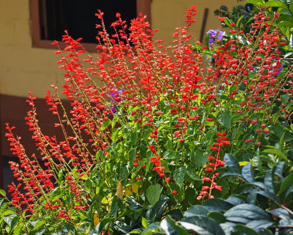 Salvia splendens Red Flowering Stems Beside Wall Salvia splendens has numerous red flowering stems beside a pale garden wall