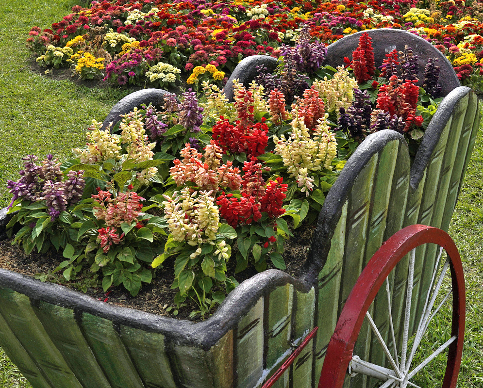 Mix-colored Salvia Splendens growing iinside a wheeled cart