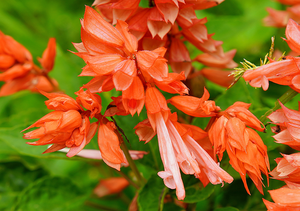 Salvia splendens inflorescence with salmon-colored flowers and orange sepals