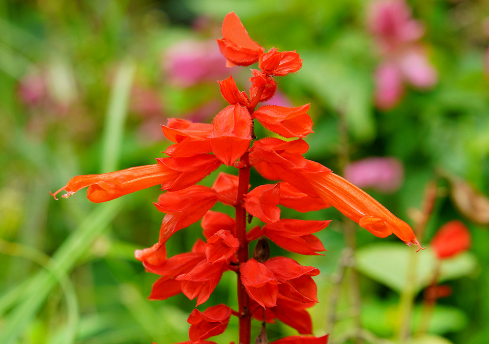 Salvia splendens inflorescence with red flowers and darker red sepals