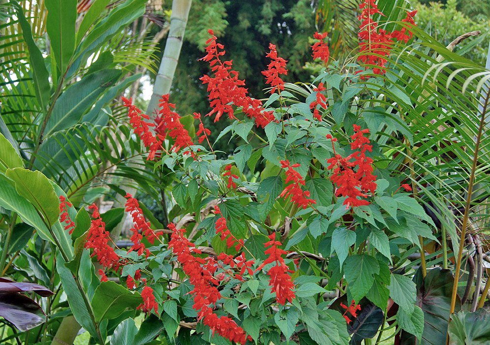 A Salvia splendens bush with spikes of red inflorescences