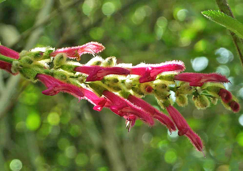 A Salvia tortuosa inflorescence with dark pink flowers and green sepals covered in yellow hairs in dabbled sunlight