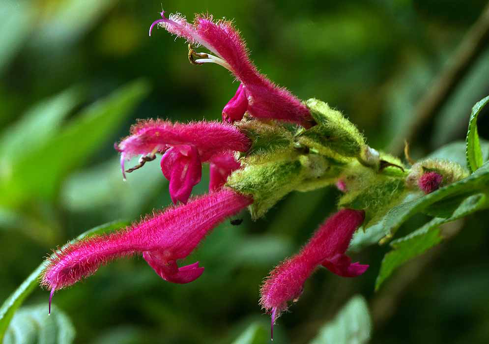 Dark pink Salvia tortuosa flowers with white filaments