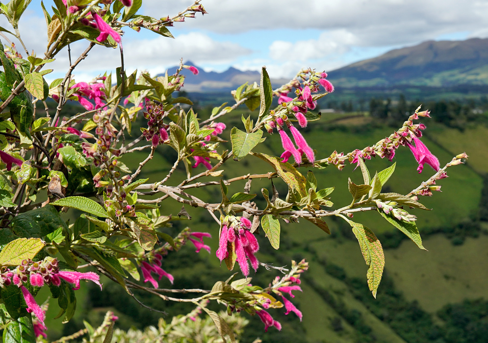 A Salvia tortuosa shrub with bright pink tubular flowers and textured green leaves, growing on a mountain slope with a scenic Andean valley in the background