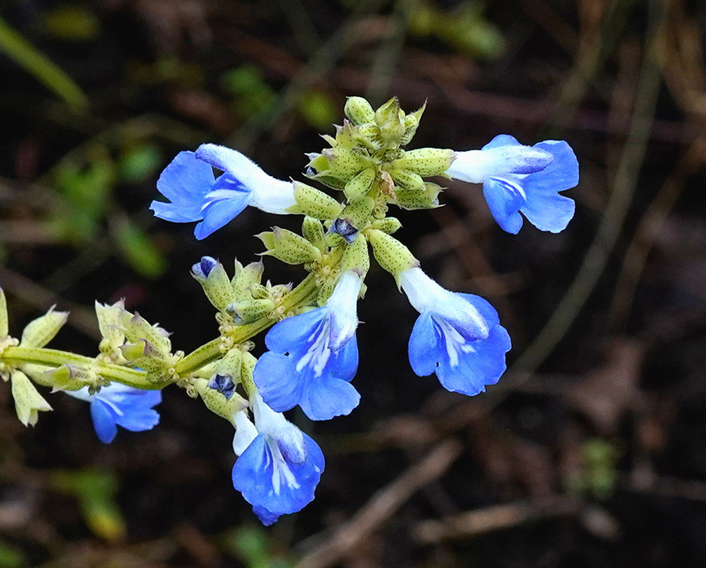 Salvia uliginosa clear sky blue two lipped flowers on a slender branching green stem