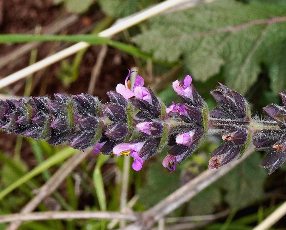 Salvia verbenaca violet blue flowers spaced along an upright branching stem above wrinkled leaves