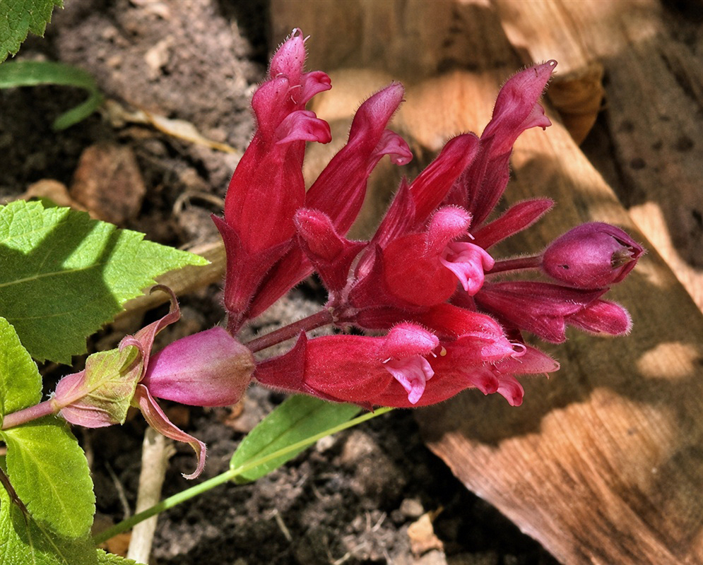Salvia wagneriana deep pink-red flowers clustered along a sturdy upright stem