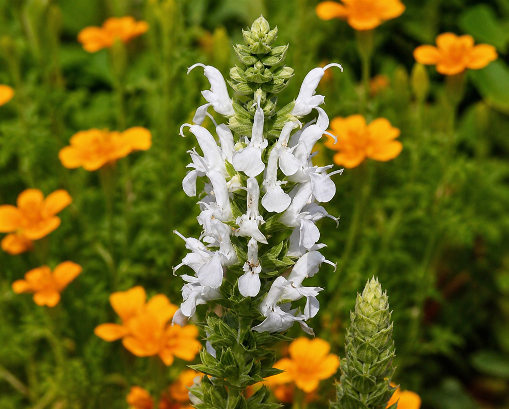 Salvia Snow Hill dense upright spike of white two-lipped flowers and green calyces