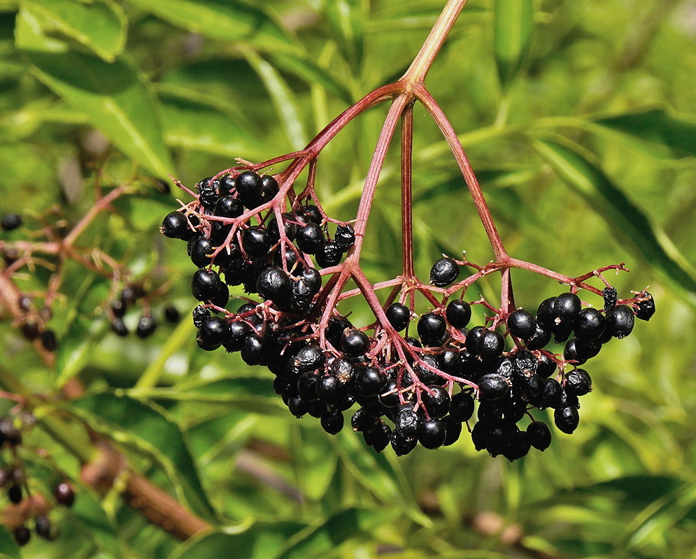 Sambucus canadensis broad cluster of many small white flowers above compound toothed leaves