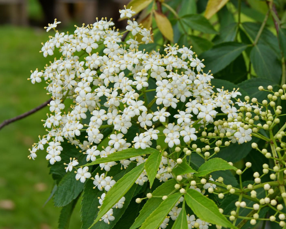 Many tiny cream-white Sambucus mexicana flowers form broad branching clusters above green foliage