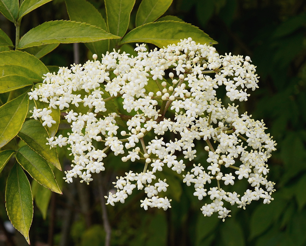 Sambucus nigra broad cream white flower cluster surrounded by compound green leaves