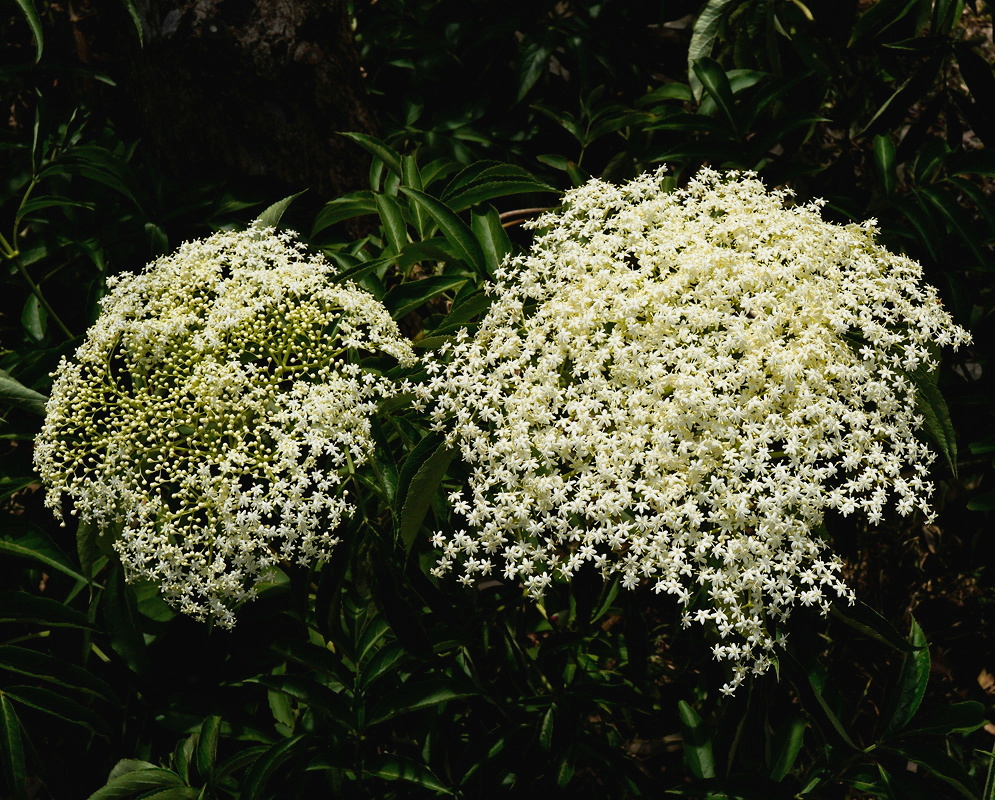 Sambucus peruviana rounded cluster of many small pale flowers beside compound toothed leaves