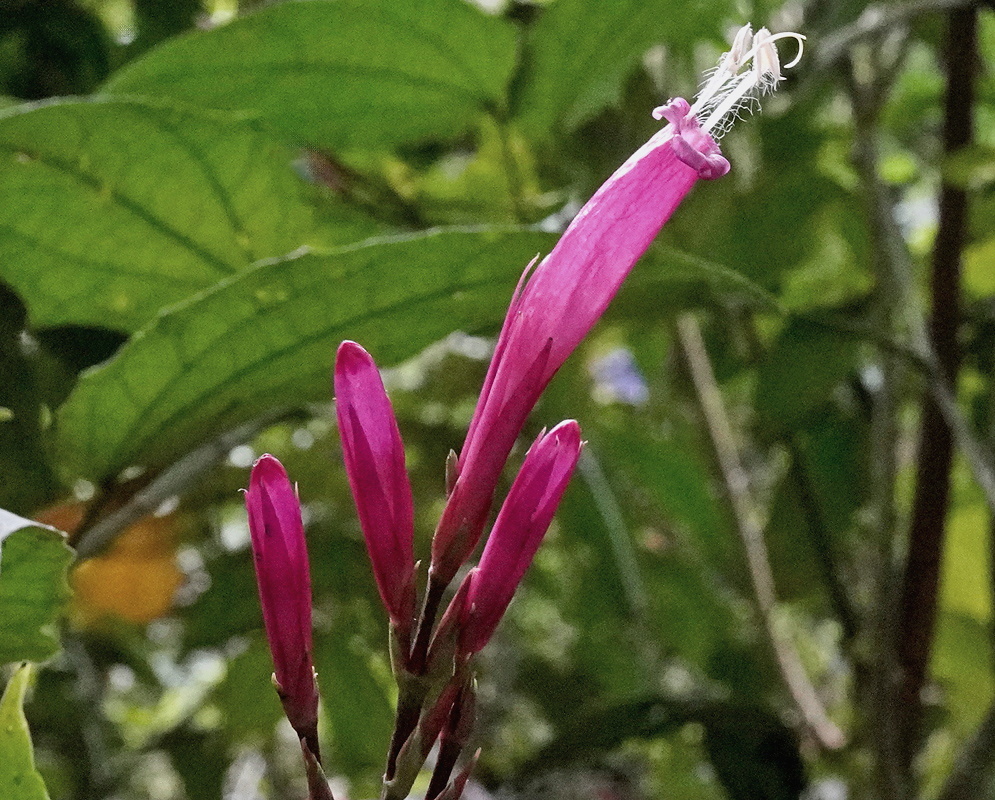 Sanchezia longiflora elongated tubular flowers projecting from colorful bracts beside broad veined leaves