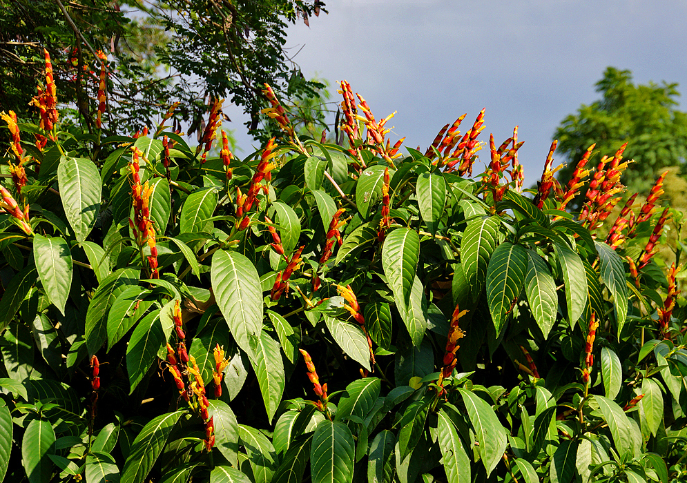 The top portion of a Sanchezia oblonga shrub with erect flower spikes