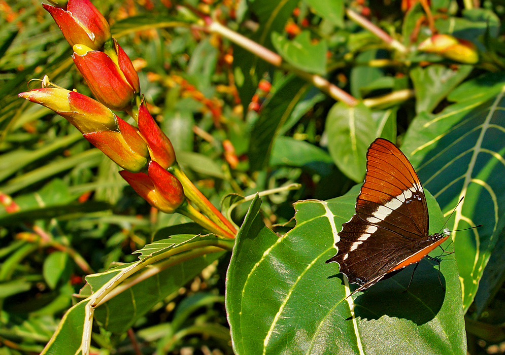 A butterfly on top of Sanchezia oblonga varigated leaf