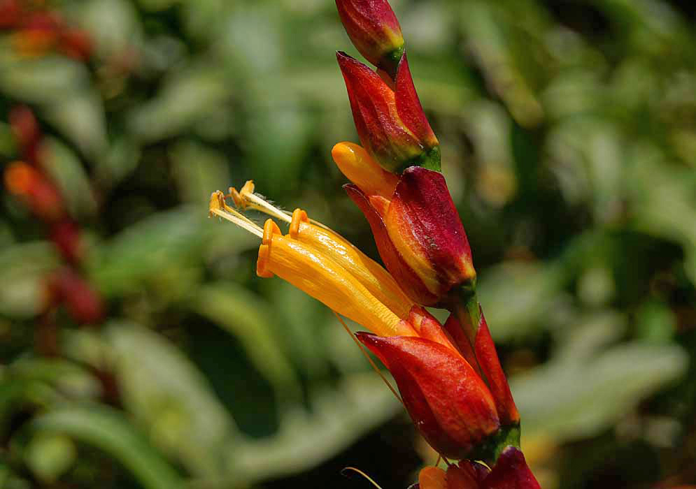 Two yellow Sanchezia oblonga flowers with red and orange bracts, cream color filaments and yellow anthers in sunlight