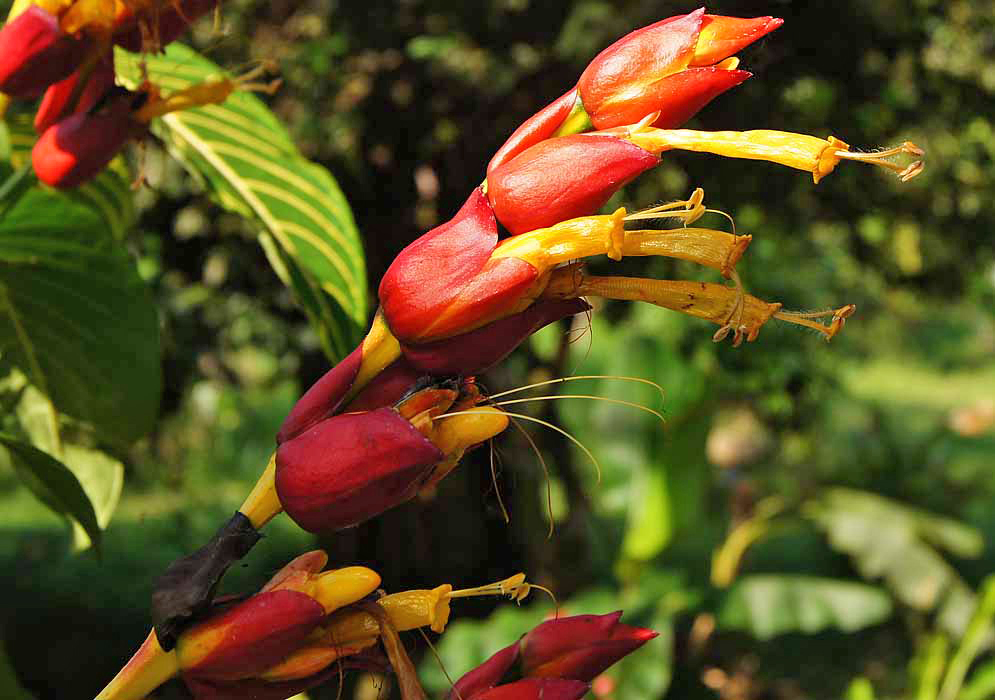A Sanchezia oblonga inflorescence with a yellow stem and flowers and red bracts