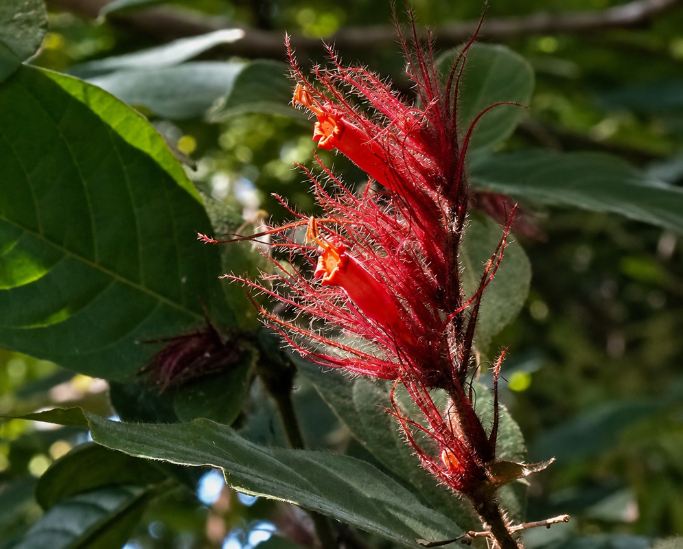 Sanchezia sanmartinensis dense cluster of hairy red bracts and slender projecting flowers