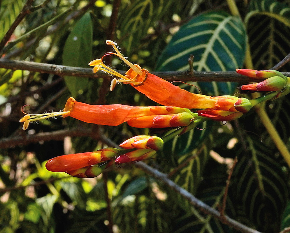 Sanchezia tigrina upright colorful flower spike rising above broad opposite green leaves