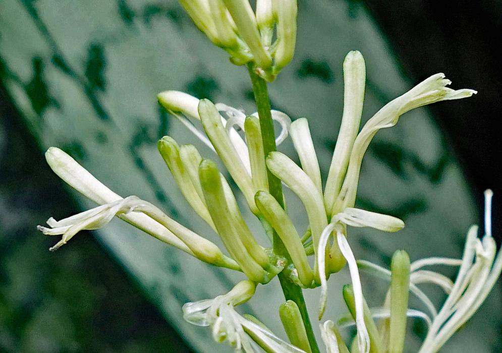 Sansevieria trifasciata white flowers